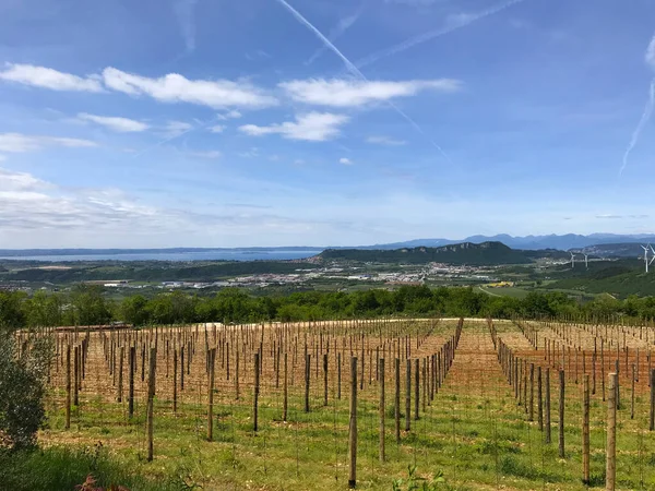 Vineyard Valpolicella Lake Garda Italy — Stock Photo, Image