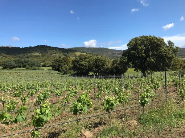 Berchidda 'daki Vermentino Üzüm bağı, Sardunya, İtalya