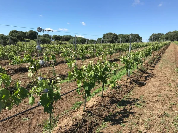 Vermentino Vineyard Berchidda Sardinia Italy — Stock Photo, Image