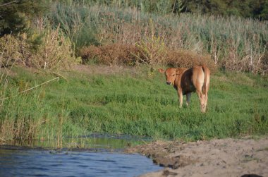 kırsal kesimde buzağı
