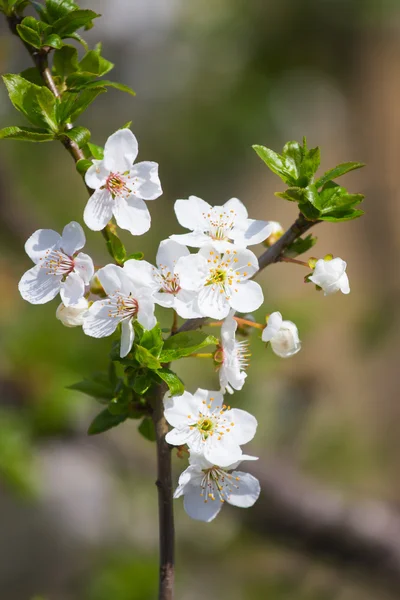 Ağaç Bloom bahar — Stok fotoğraf