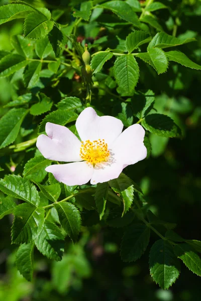 Cane rosa fiore . — Foto Stock