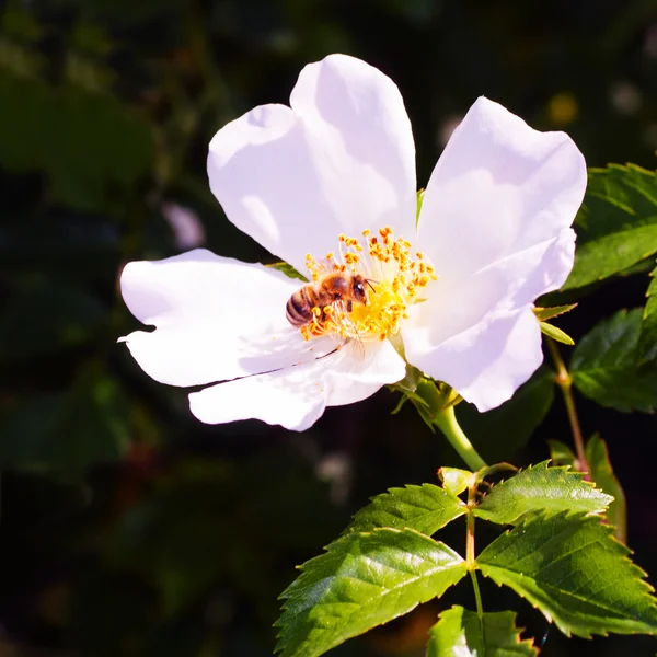 Flower with a Bee. — Stock Photo, Image