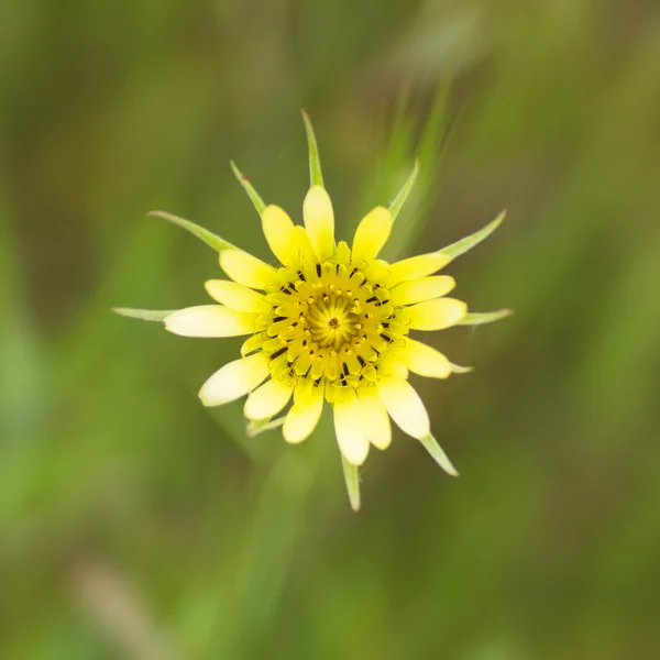 Bloem in het park — Stockfoto