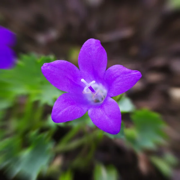 Flowers in the Garden — Stock Photo, Image