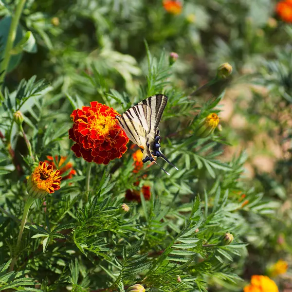 Butterfly in the Garden — Stock Photo, Image