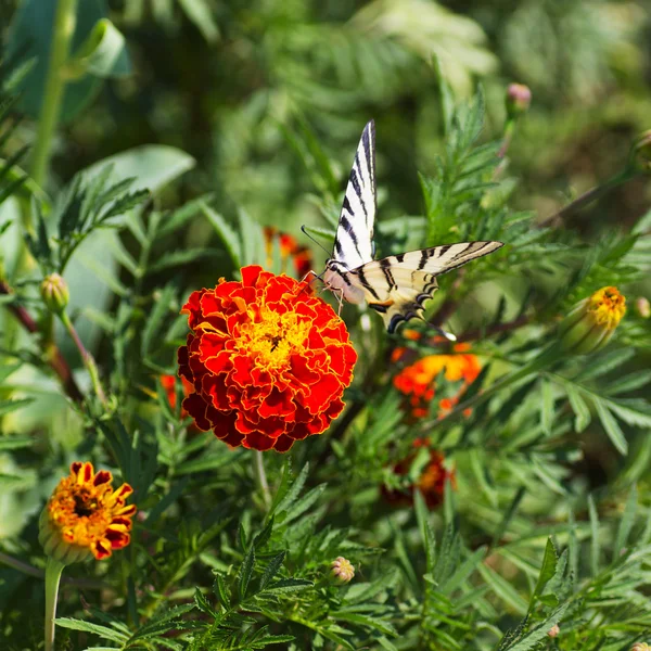 Butterfly in the Garden — Stock Photo, Image