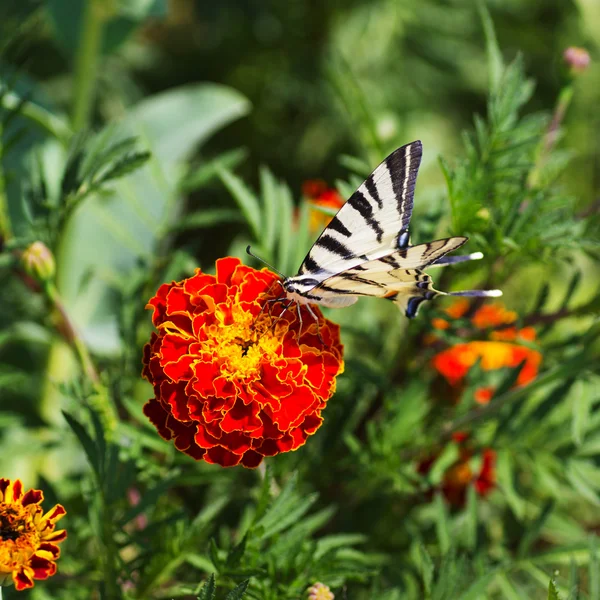Pillangó a kertben — Stock Fotó