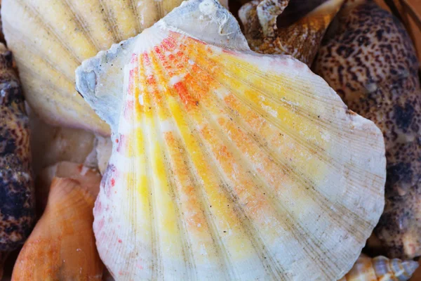 Coquilles de plage — Photo