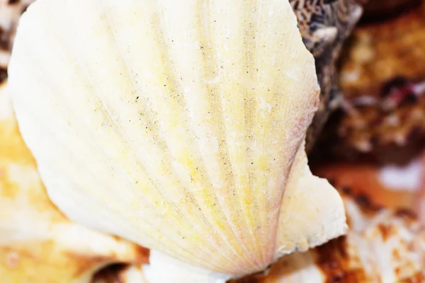 Conchas de playa — Foto de Stock