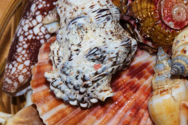 Conchas de playa — Foto de Stock