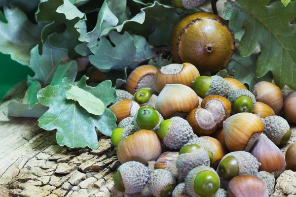 Hasselnötter och ekollon — Stockfoto