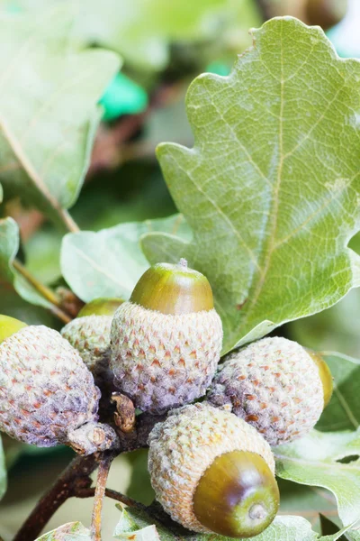 Meşe palamudu ile şube — Stok fotoğraf