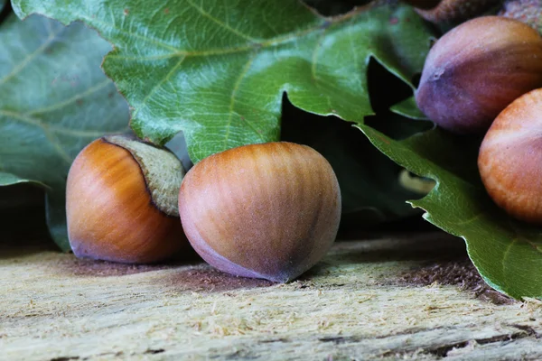 Lískové ořechy a žaludy — Stock fotografie