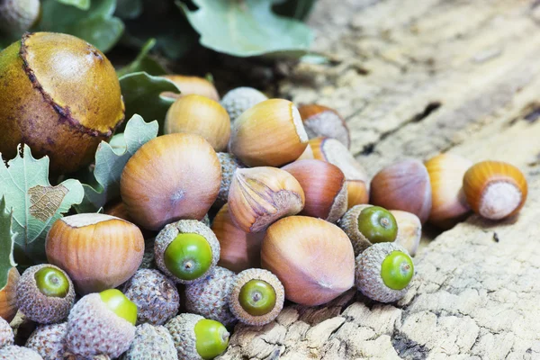 Lískové ořechy a žaludy — Stock fotografie