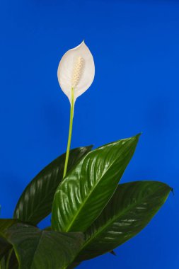 Mavi arka planda yeşil yapraklı Spatthiphyllum çiçeği. Çiçek - Barış zambakları.