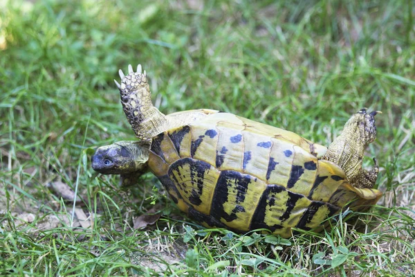 Schildkröte Stockbild