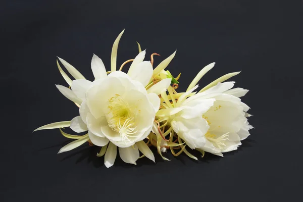 Epiphyllum Oxypetalum — 스톡 사진