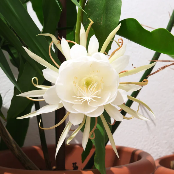 Epiphyllum Oxypetalum — 스톡 사진