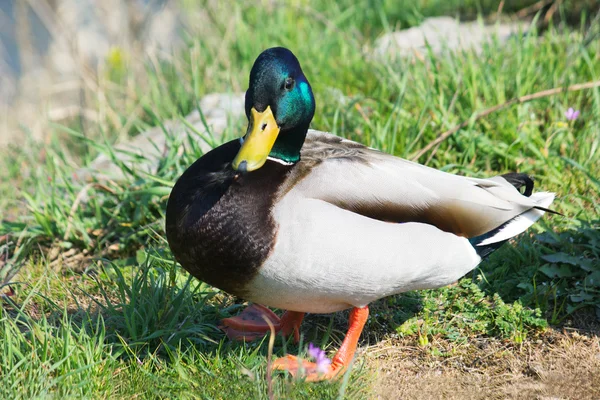 Pato de Mallard — Foto de Stock