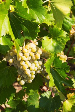 olgunlaşmış üzümler