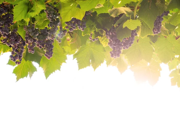 Ripe Grapes — Stock Photo, Image