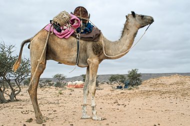 camel in western sahara clipart