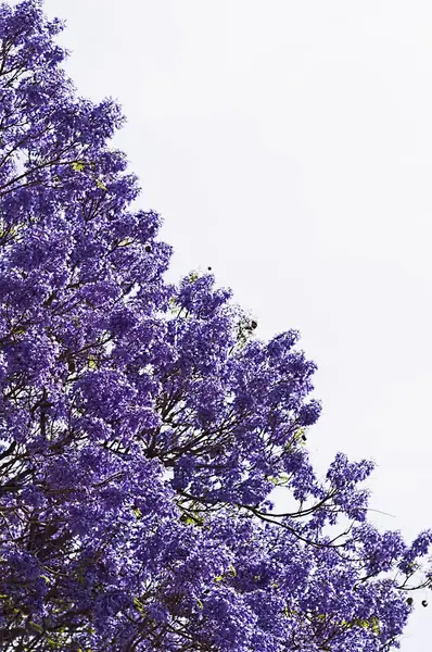 Árvore coberta de flores azuis — Fotografia de Stock