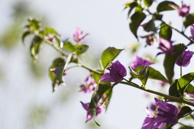 vahşi üzerinde Kapat