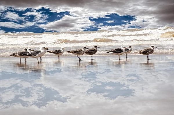 Beach and seagulls — Stock Photo, Image