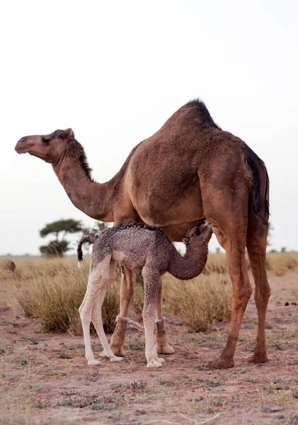サハラ砂漠西部の母親と赤ん坊のラクダ — ストック写真