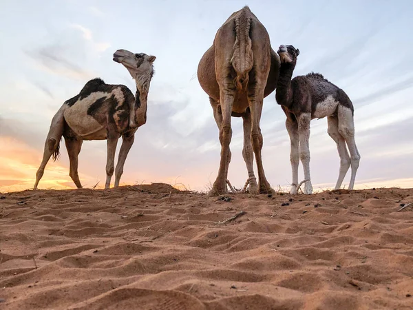 Kamel Mit Ihrem Baby Westsahara — Stockfoto