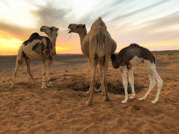 Wielbłąd Jej Dzieckiem Saharze Zachodniej — Zdjęcie stockowe