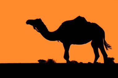 dromedary , camel, in western sahara desert clipart