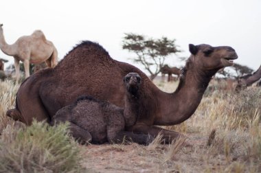 Batı Sahara Çölü 'nde bir devedir.