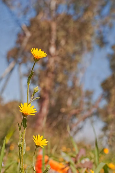 Flowers — Stock Photo, Image