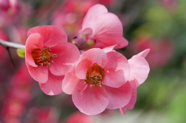 Flowers — Stock Image Flowers Stock Photo