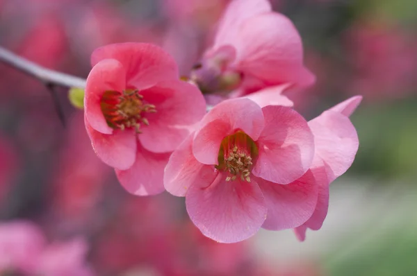 Blommor — Stockfoto