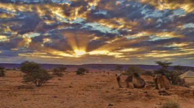 sahara on Sunset