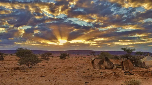 在撒哈拉沙漠的日落 — 图库照片