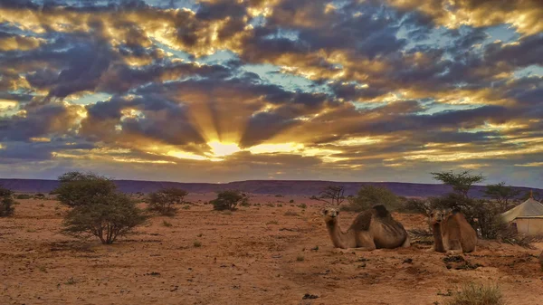 Zonsondergang over de sahara — Stockfoto