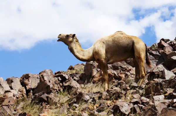 ラクダと砂漠 — ストック写真