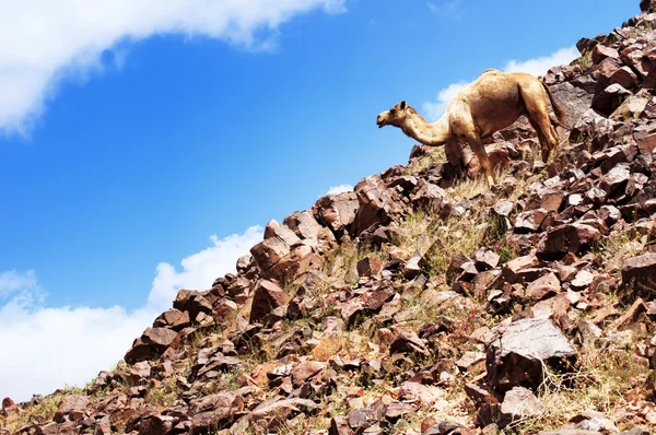 Camello y desierto — Foto de Stock