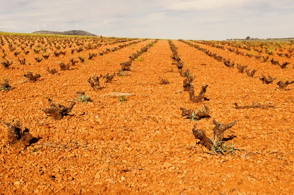 Viñedo — Foto de Stock