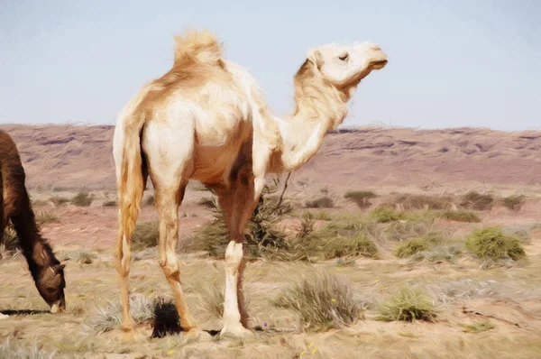 ラクダとサハラ砂漠 — ストック写真