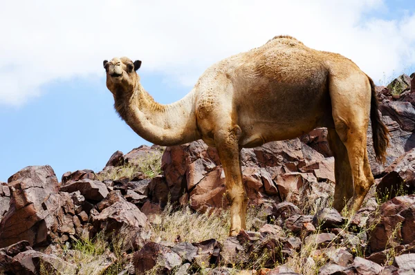 Camello y sahara —  Fotos de Stock