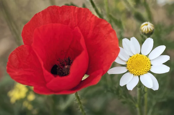 Mohn und Gänseblümchen — Stockfoto