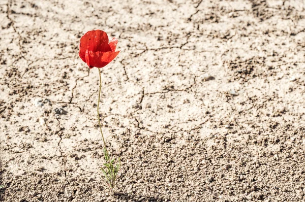 Loneliness — Stock Photo, Image