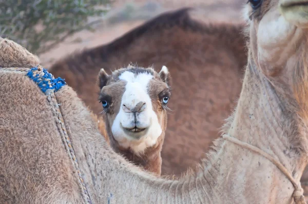 Kamele — Stockfoto