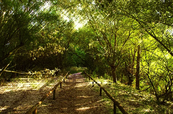 Floresta — Fotografia de Stock